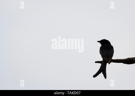 Nero (Drongo Dicrurus macrocercus) appollaiato sul ramo. Parco Nazionale di Keoladeo. Bharatpur. Il Rajasthan. India. Foto Stock