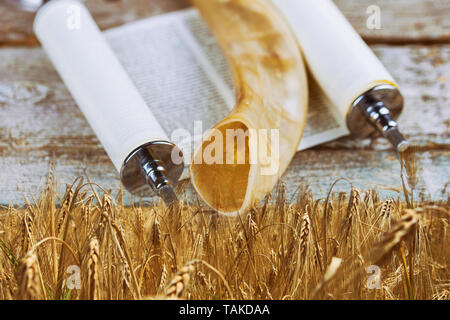 Simboli della festa ebraica Shavuot torah e shofar, campo di grano dello sfondo. Foto Stock