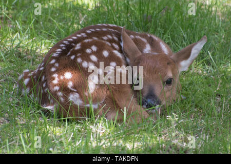 Fawn in appoggio avvolto a ricciolo in ombra Foto Stock