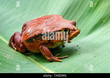 Madagascar rana pomodorro - Dyscophus antongilii - appoggiata sulla foglia verde, vicino fino foto Foto Stock