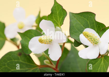 Houttuynia cuoriformi erba pesce con fiore, medicina cinese Foto Stock
