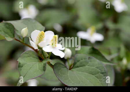 Houttuynia cuoriformi erba pesce con fiore, medicina cinese Foto Stock