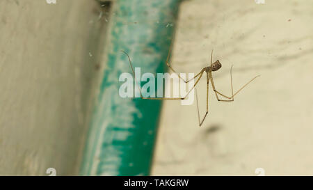 In prossimità di una gamba lunga brown spider appesi da web con sfondo sfocato. Foto Stock