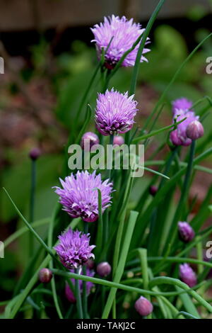 Erba cipollina, Allium schoenoprasum, sono una specie commestibili del genere Allium. Parenti includono l'aglio, scalogni, porri, lo scalogno e cipolla cinese Foto Stock