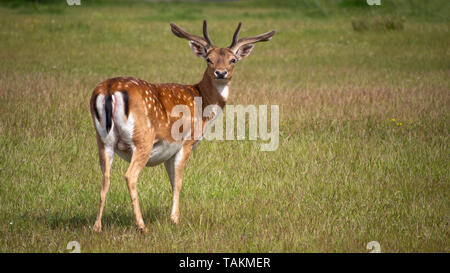 Young Buck, maschio daini nel Parco di San Rossore, Pisa, Toscana, Italia. In posa per la telecamera e carino. Foto Stock