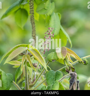 Fiori di giapponese / noce Juglans ailantifolia tree con esposti cascante amenti maschili. Montante fiori rossi eventualmente producono i dadi. Usi medicinali Foto Stock