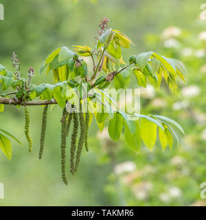 Fiori di giapponese / noce Juglans ailantifolia tree con esposti cascante amenti maschili. Montante fiori rossi eventualmente producono i dadi. Usi medicinali Foto Stock