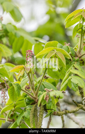 Fiori di giapponese / noce Juglans ailantifolia tree con esposti cascante amenti maschili. Montante fiori rossi eventualmente producono i dadi. Usi medicinali Foto Stock