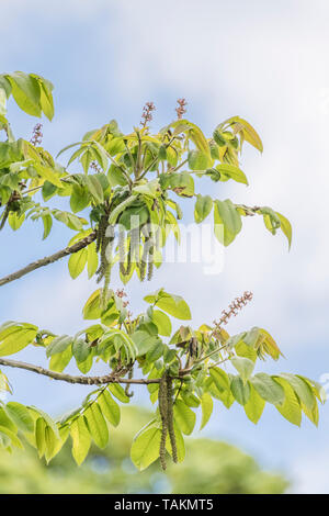 Fiori di giapponese / noce Juglans ailantifolia tree con esposti cascante amenti maschili. Montante fiori rossi eventualmente producono i dadi. Usi medicinali Foto Stock