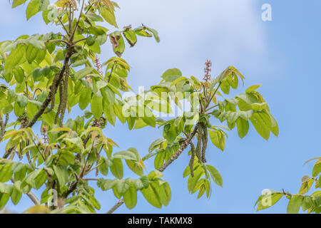 Fiori di giapponese / noce Juglans ailantifolia tree con esposti cascante amenti maschili. Montante fiori rossi eventualmente producono i dadi. Usi medicinali Foto Stock