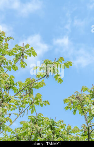 Fiori di giapponese / noce Juglans ailantifolia tree con esposti cascante amenti maschili. Montante fiori rossi eventualmente producono i dadi. Usi medicinali Foto Stock