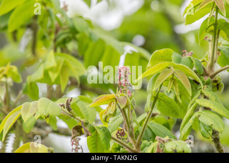 Fiori di giapponese / noce Juglans ailantifolia tree con esposti cascante amenti maschili. Montante fiori rossi eventualmente producono i dadi. Usi medicinali Foto Stock