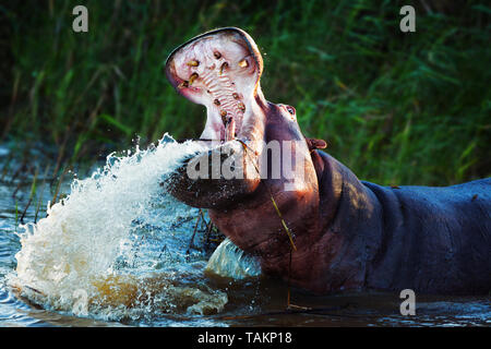Arrabbiato ippopotamo visualizzando la posizione dominante con ampia bocca aperta mentre gli spruzzi d'acqua. Hippopotamus amphibius Foto Stock