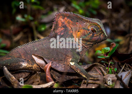 Lizard vicino la testa con un sacco di dettagli assomiglia ad un dinosauro Foto Stock