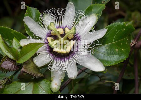 Passiflora edulis fiore una specie di vite del fiore della passione Frutta Maracuya Foto Stock