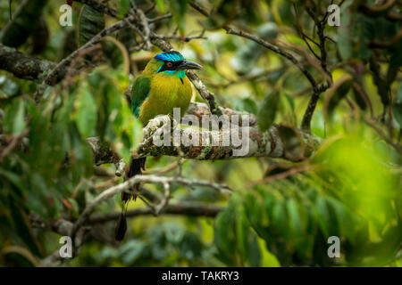 Blue crowned Motmot (western gara) ( della lezione - motmot Momotus lessonii ) Foto Stock