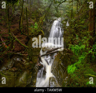 Cypress Creek in esecuzione attraverso un terreno accidentato in una oscura foresta pluviale con abete di Douglas e western red cedar alberi coperti di moss creazione impressionante ca Foto Stock