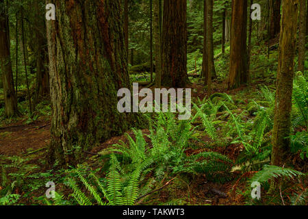 Giant abete di Douglas e western red cedar alberi coperti in una oscura foresta pluviale. Cypress Falls Park, West Vancouver, British Columbia, Canada Foto Stock