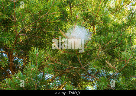 Vista ravvicinata di un nido di Caterpillar in un bosco di pini Foto Stock