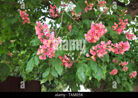 Fioritura rossa albero Horse-Chestnut, Aesculus Carnea, Kent, Regno Unito Foto Stock