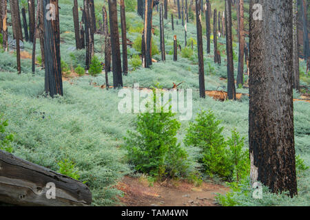 Conifere e la nebbia di mattina, Mariposa grove, Yosemite NP, California, USA, da Bill Lea/Dembinsky Foto Assoc Foto Stock