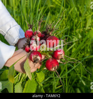 Il bambino tiene un grande mazzo di ravanelli raccolti dal giardino della città. Verdure organiche. Prodotti freschi di fattoria. Foto Stock