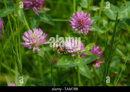 Hummel fliegt auf eine lila, violett farbener Wiesen Klee Blüte, auf einer Wiese Foto Stock