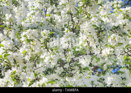 Sfondo della molla albero fioritura. bianco fiori sbocciano i fiori in primavera nel giardino su un albero di mele Foto Stock