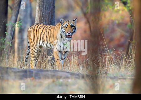 Una bellissima femmina tigre del Bengala (Panthera tigris tigris) in Pench National Park, Madhya Pradesh, India Foto Stock