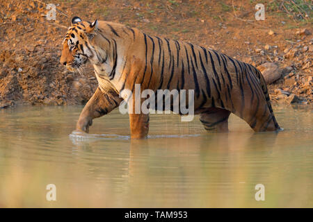 Maschio adulto tigre del Bengala (Panthera tigris tigris) in Tadoba-Andhari Riserva della Tigre, Maharashtra, India. Questo maschio dominante è T-54 o Chota Matka Foto Stock