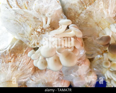 Oyster funghicoltura sul sacchetto con lo stampo di funghi in fattoria agricoltura Foto Stock