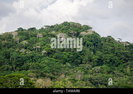 La lussureggiante foresta del Parco Nazionale di Soberania lungo il Fiume Chagres Foto Stock