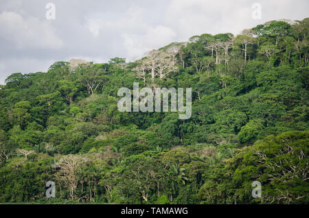 La lussureggiante foresta del Parco Nazionale di Soberania lungo il Fiume Chagres Foto Stock