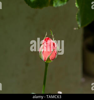 Color salmone bocciolo di rosa apertura nel giardino Foto Stock