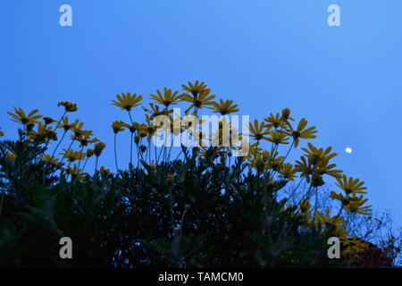 Vista ravvicinata di arbusto di daisy fiori piante sul cielo blu sullo sfondo al tramonto e la luna. Foto Stock