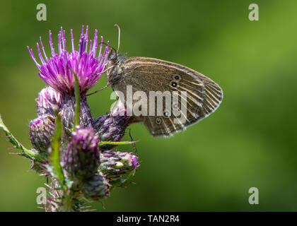 Ringlet Butterfly su thistle, Dumfries Dumfries and Galloway, S W Scozia Scotland Foto Stock