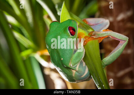 Con gli occhi rossi raganella altalene sulla foglia verde nel terrarium Foto Stock