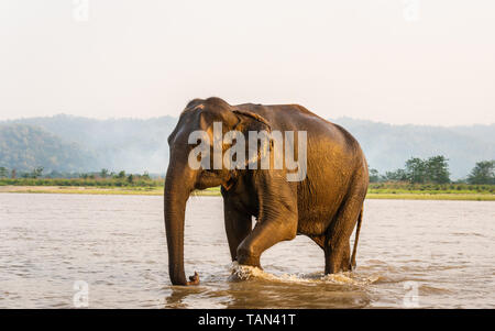 Elephant passeggiate fuori del fiume Gandak dopo il suo bagno, in Chitwan il parco nazionale, il Nepal Foto Stock