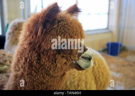 Close up colpo alla testa di un marrone Alpaca, Vicugna pacos, interni in un granaio. Profondità di campo. Foto Stock