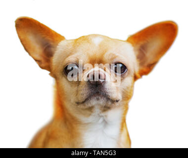 Cane, terrier, giocattolo, piccole, razza, pet, carino, cucciolo, domestici, russo, animale, sfondo, giovani, poco, bianco, divertente, doggy, ritratto, canine, beauti Foto Stock