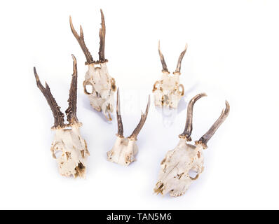 Young Deer skull su sfondo bianco Foto Stock