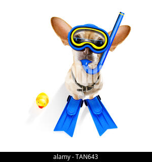 Snorkeling immersioni chihuahua cane con maschera e pinne , isolato su sfondo bianco Foto Stock