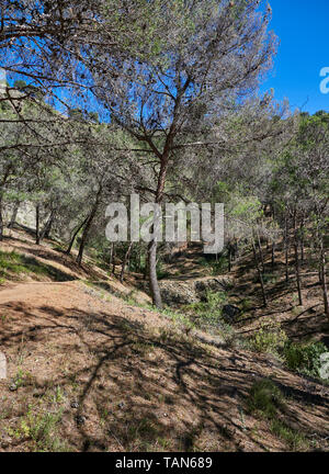 Un piccolo ponte in pietra sulla parte del sentiero sul sentiero per il picco di El Santo, nelle montagne vicino a Malaga, Andalusia in Spagna. Foto Stock