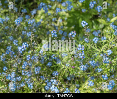 Intrico di ciò che si ritiene essere il campo "non ti scordar di me" / Myosotis arvense - le foglie più belle e più piccoli / Tufted M. laxa. Fiori d'estate concetto. Foto Stock