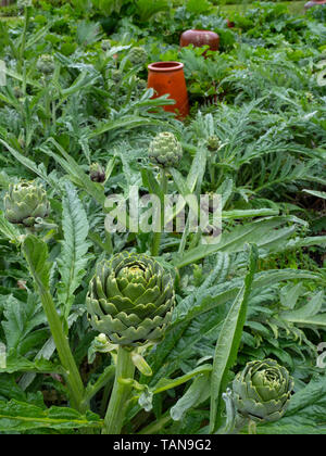 Carciofi o il cardo Thistle Cynara cardunculus Foto Stock