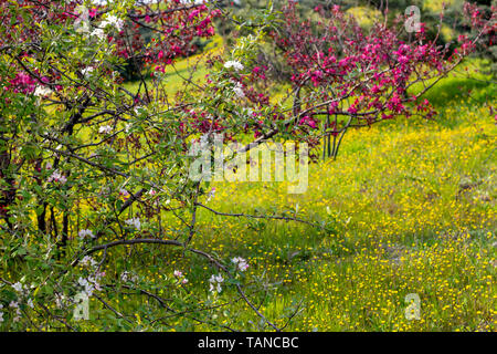 Coloratissimi fiori di primavera Foto Stock