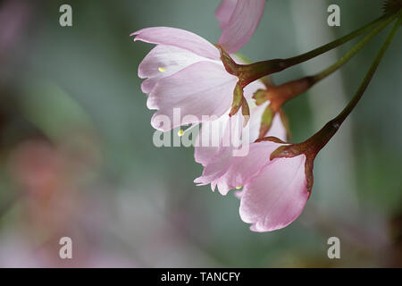 Prunus sargentii, comunemente noto come Sargent della ciliegia o Nord giapponese cherry hill Foto Stock