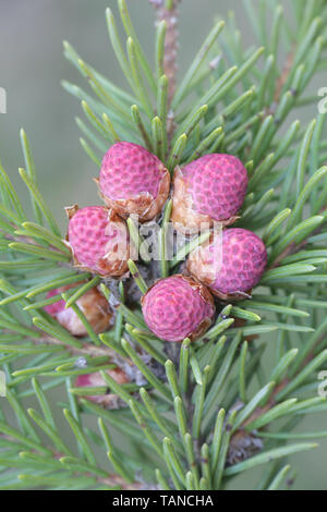 Coni freschi di Picea abies, l'abete rosso o abete europeo Foto Stock