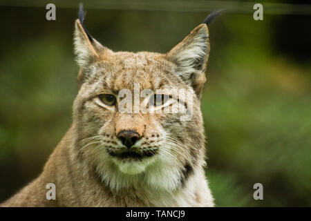 Vista frontale di una lince euroasiatica, Lynx lynx Foto Stock