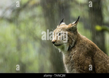 Lince euroasiatica seduti sotto la pioggia Foto Stock